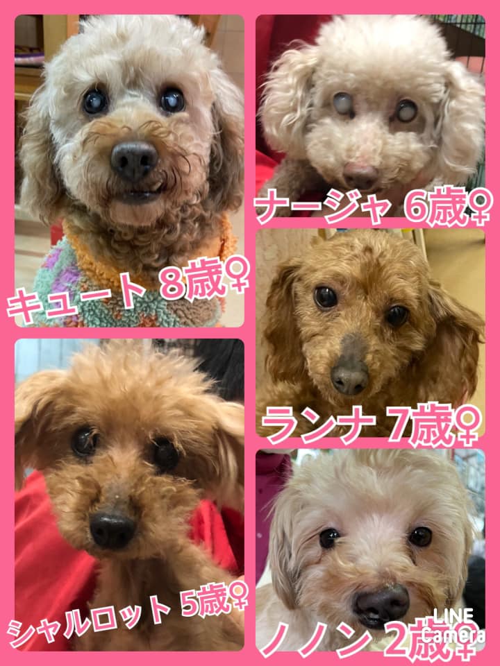 🐾今日の里親様募集中ワンコ🐶メンバーです🐾2021,3,12